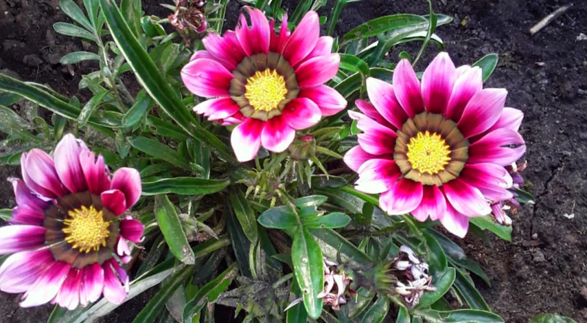 гацания уход