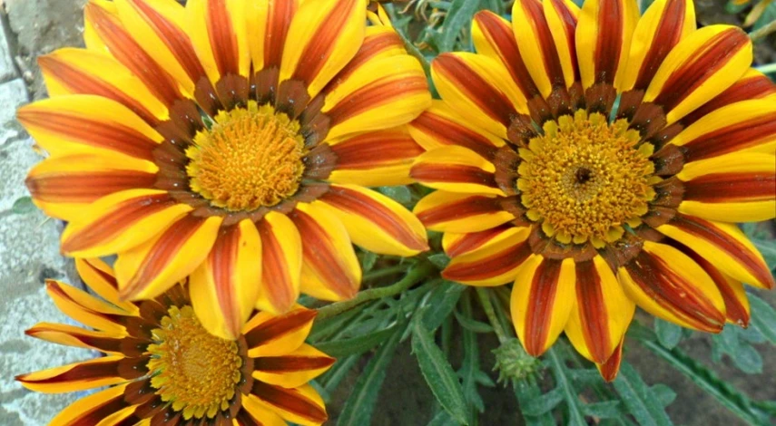 газания посадка и уход