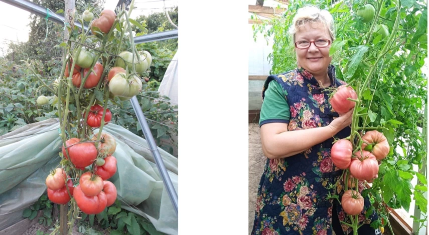 минусинские томаты описание