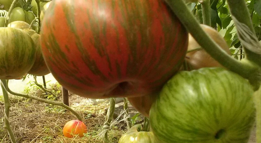 сорт томата шоколадные полосы