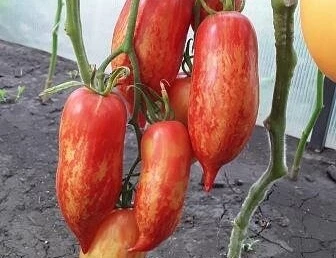 полосатый сорт томат розовый фламинго