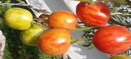 полосатый сорт томата пасхальное яйцо