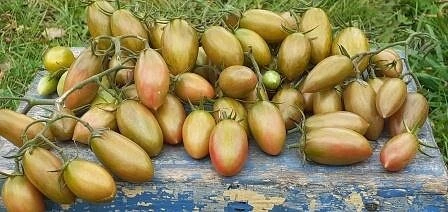 полосатый сорт томата счастливый тигр