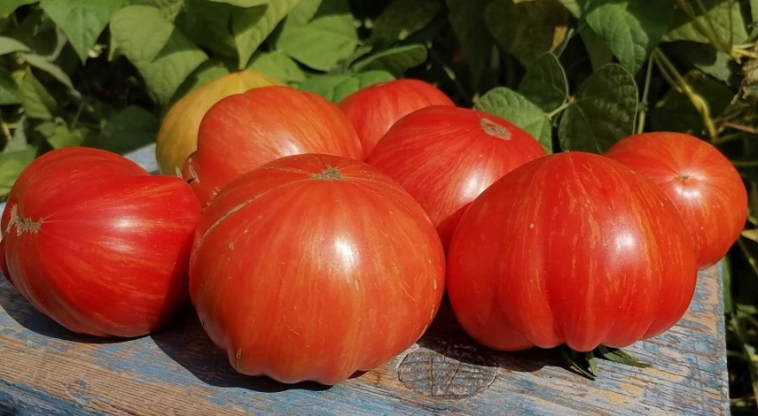 полосатый сорт томата вечерний алматы