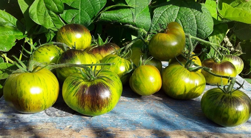 полосатый сорт зеленая богиня ксанаду