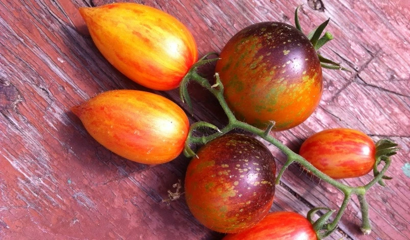 сорта томатов разного цвета
