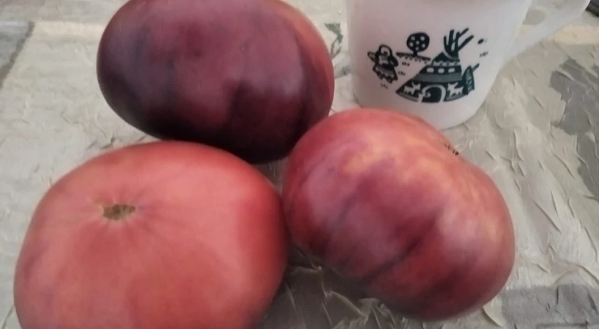 сорт томата сибирский тигр