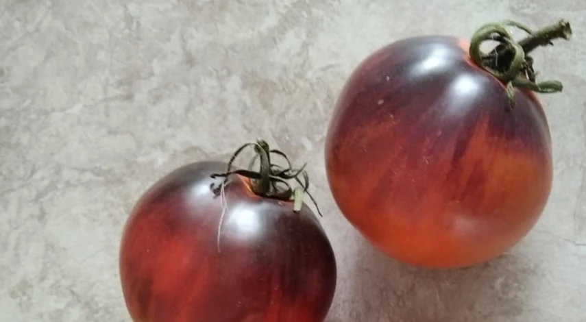 сорт томата фиолетовый дракон