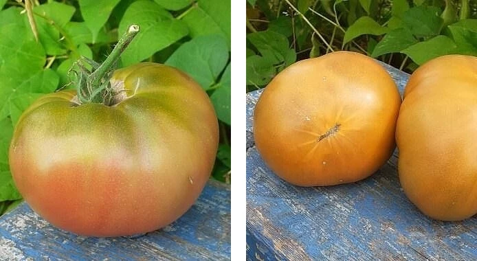 сорта томатов мультиколоры