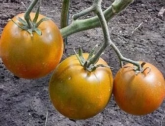 сорт томата ржавый эверетта