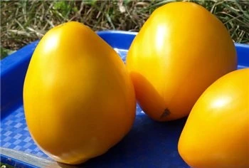 сорт томата бычье сердце желтое