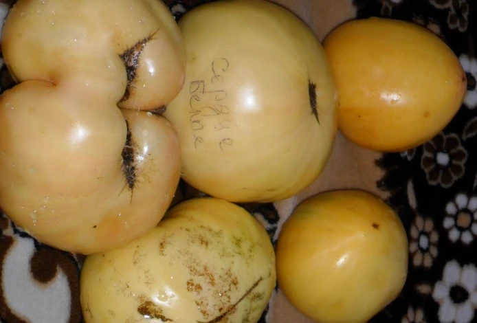 сорт томата бычье сердце белое