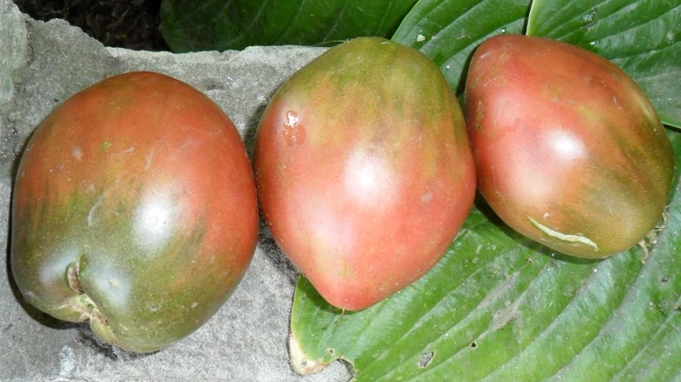 сорт томата бычье сердце черное