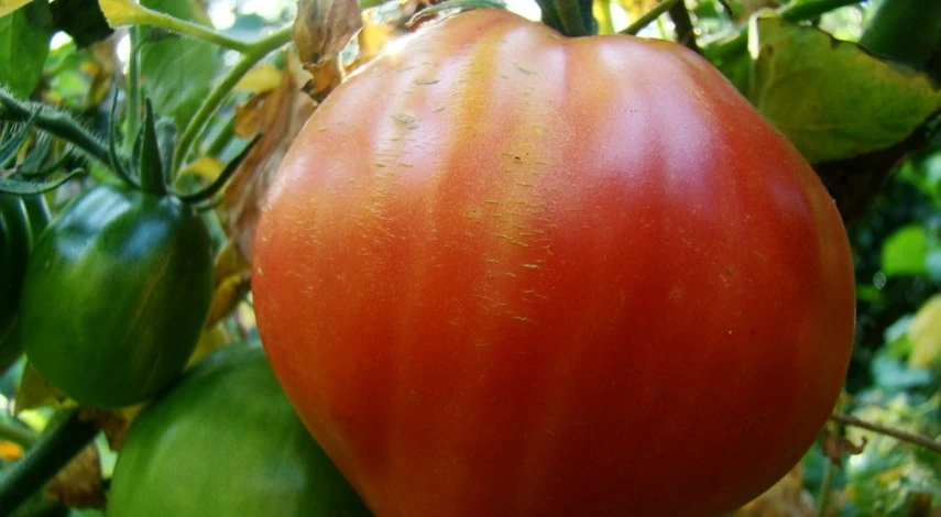 бычье сердце малиновое сорт томата