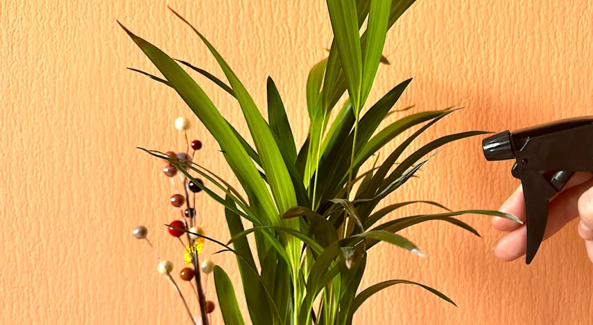 пальма арека