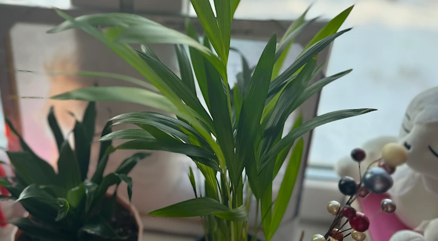 арека катеху