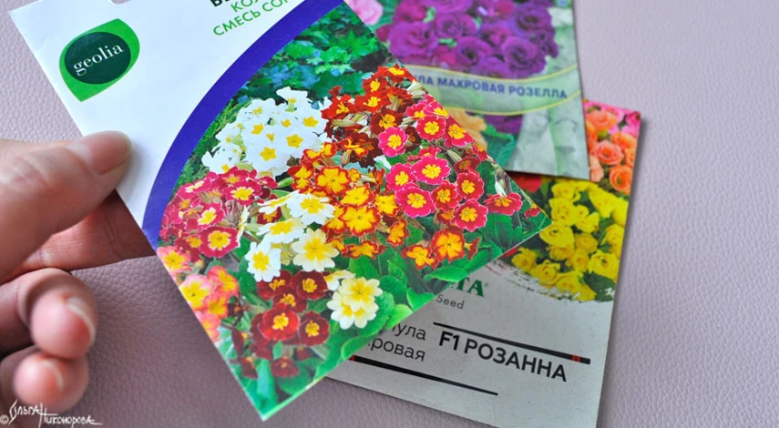 Цветок примула