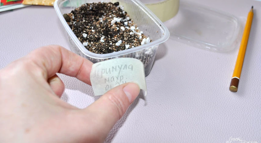 Примула в домашних условиях