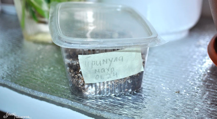 Примула из семян в домашних условиях