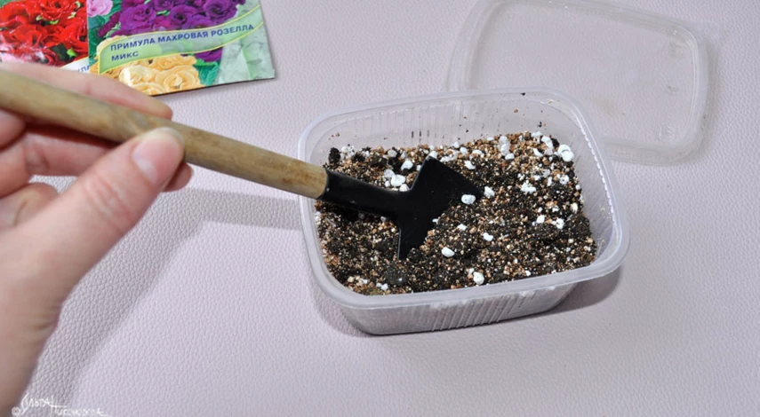 Посадка примулы