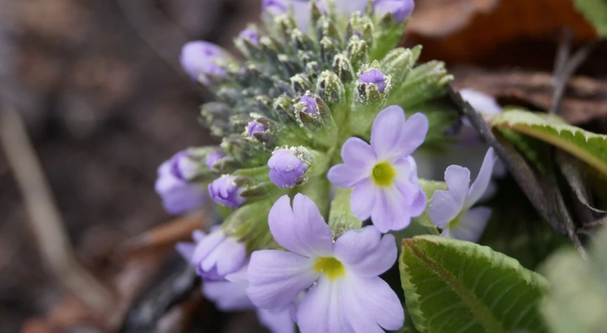 посадка примулы в грунт