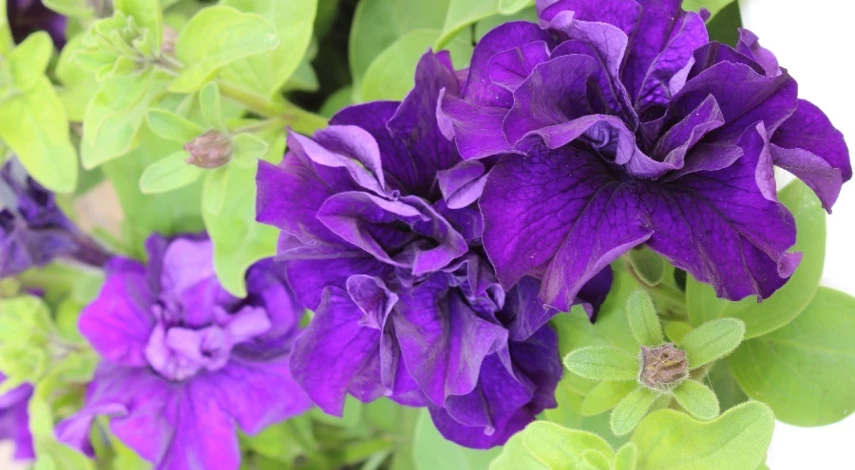 петуния махровая