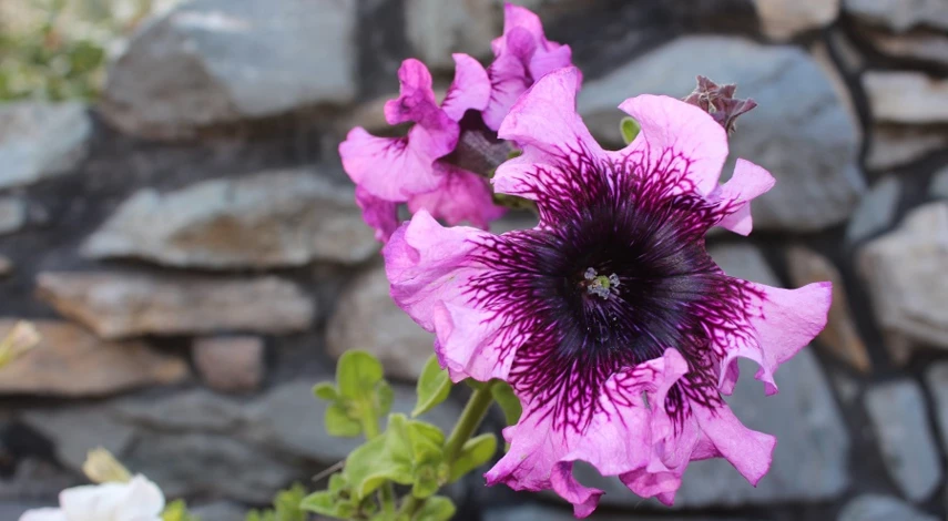 петунии супербиссима