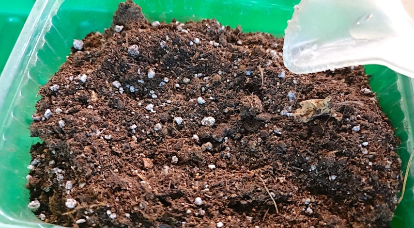 когда сажать семена виолы