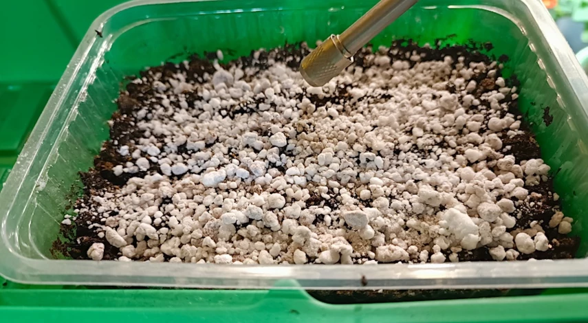 как вырастить виолу из семян