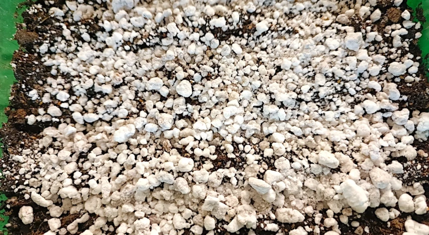 посадка виолы семенами на рассаду