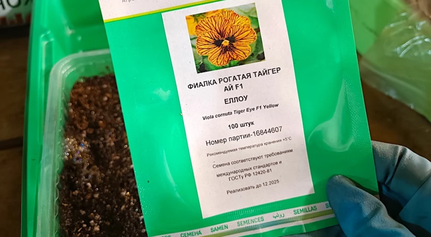 виола выращивание из семян