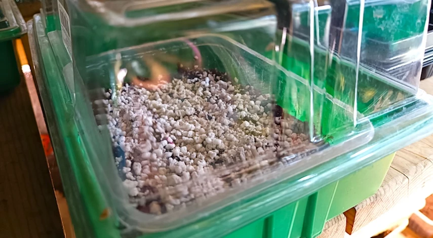 виола на рассаду в домашних условиях