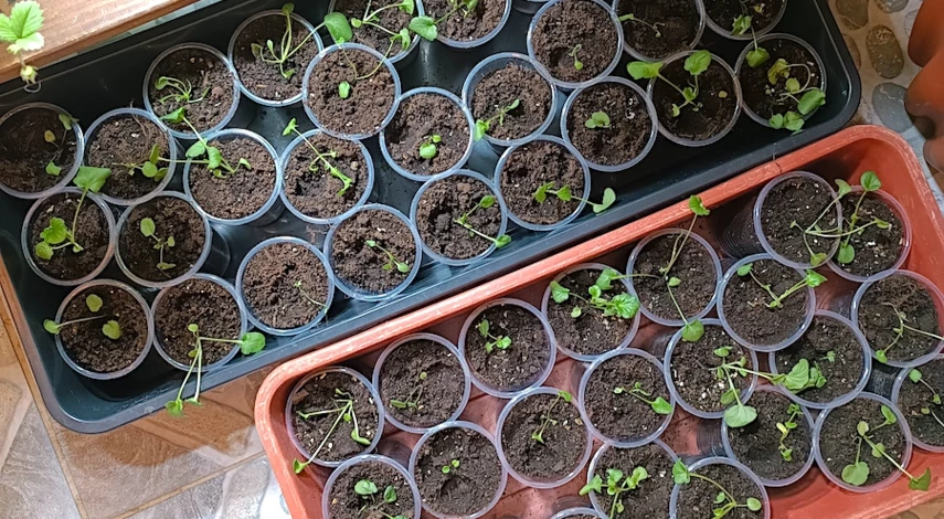 виола выращивание уход