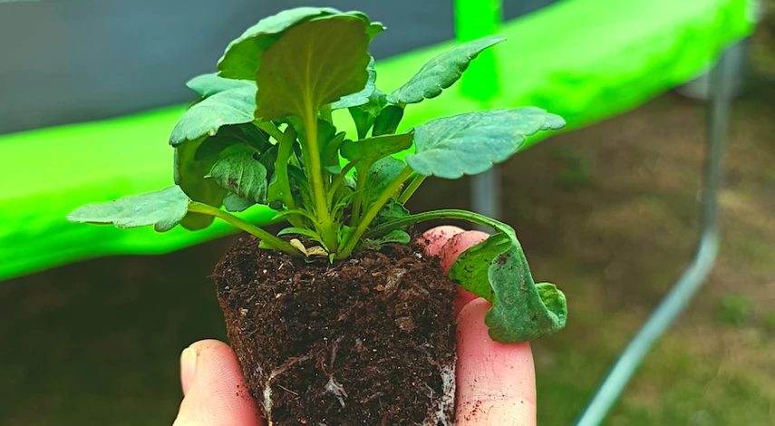 виола условия выращивания