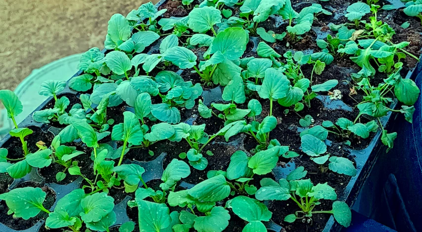 виола рассада выращивание