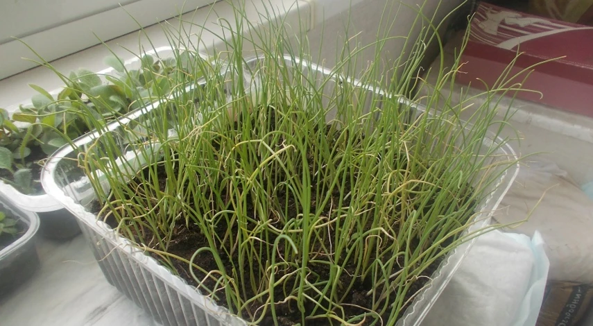 лук эксибишен на рассаду