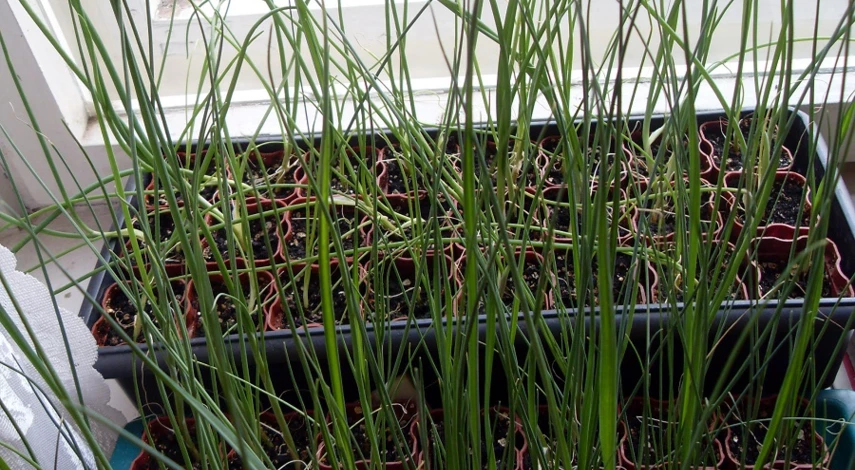 выращивание рассады эксибишен