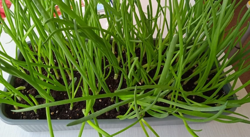 выращивание лука из семян