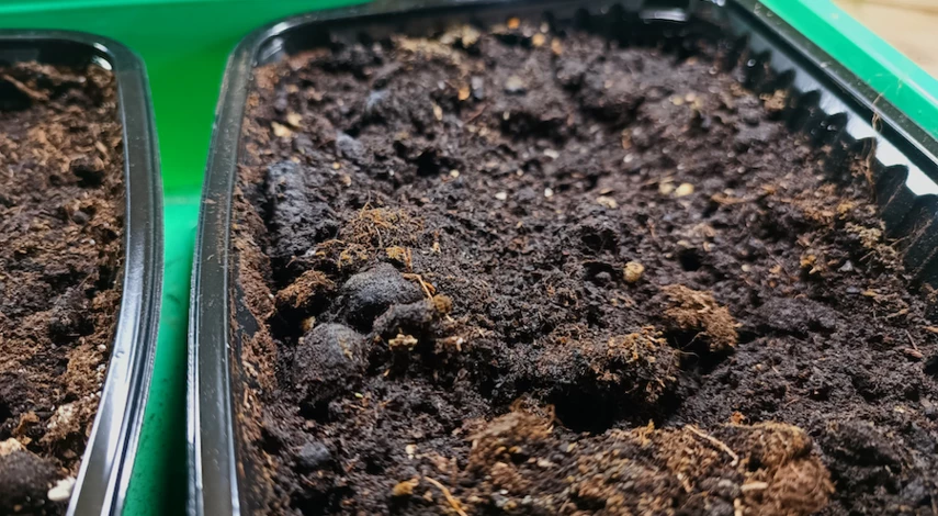 Калибрахоа условия выращивания