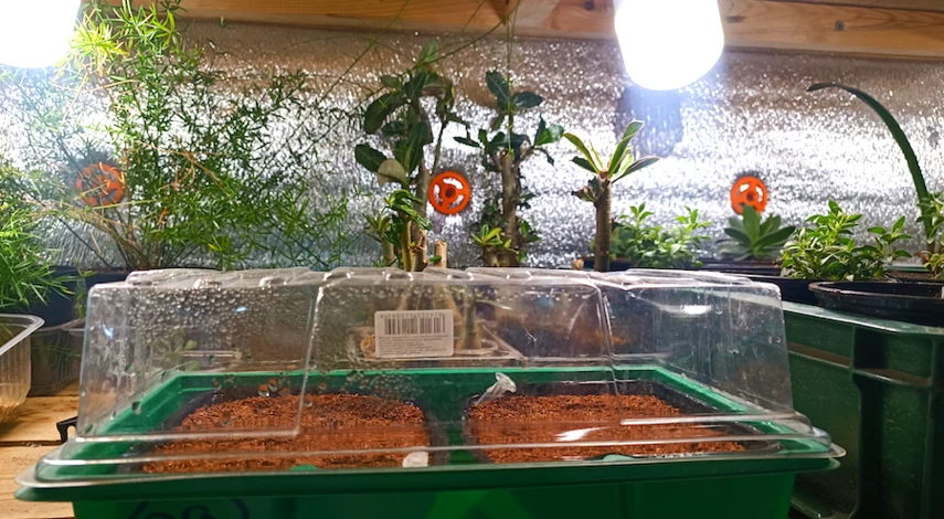 Калибрахоа выращивание