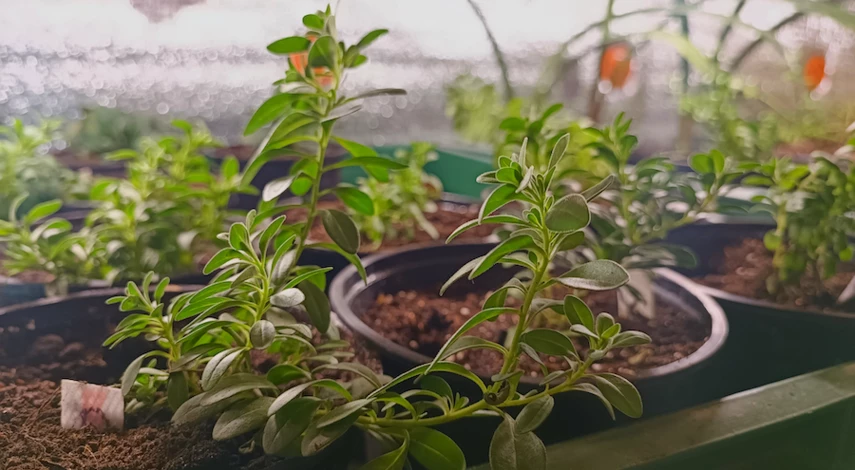 Калибрахоа выращивание в домашних условиях