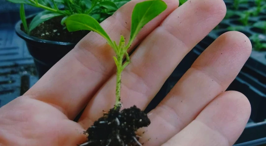 как правильно посадить калибрахоа