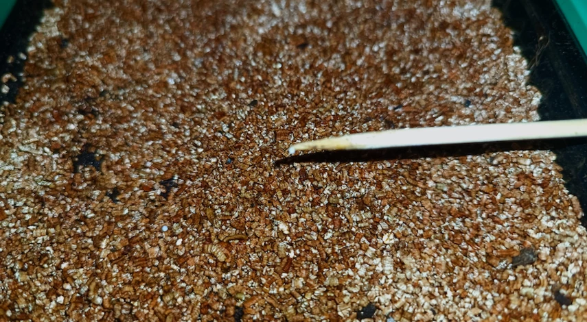 Калибрахоа из семян в домашних условиях