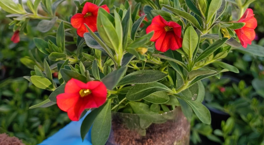 цветы калибрахоа выращивание