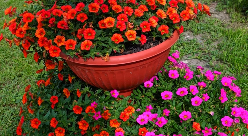 Калибрахоа