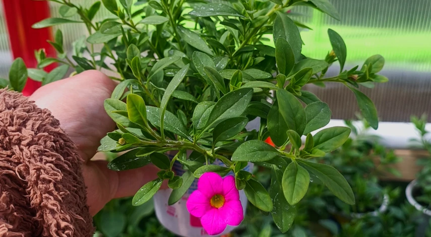 Цветок калибрахоа