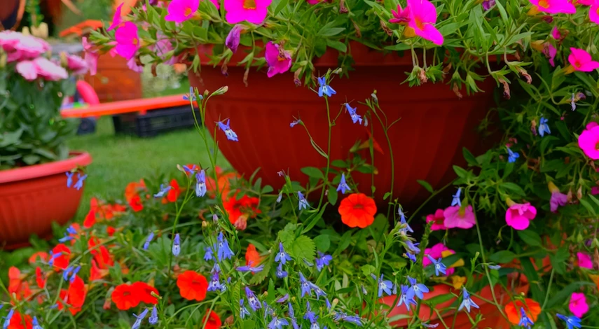 уход за калибрахоа