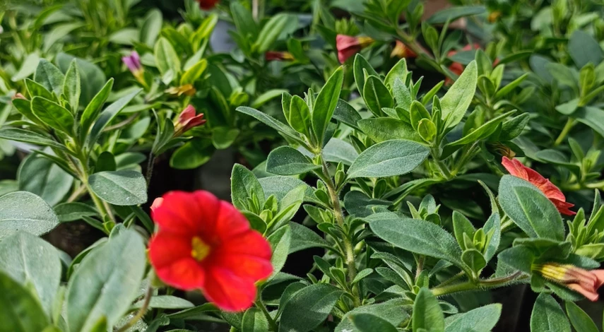 сорта калибрахоа