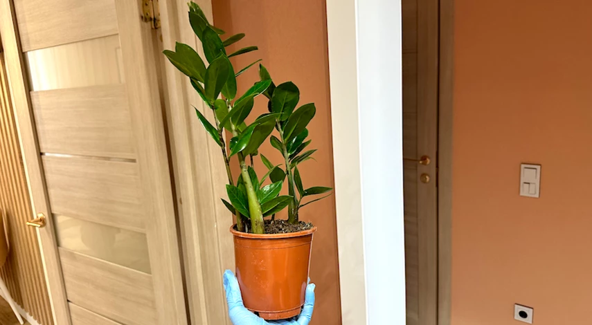 пересадка замиокулькаса в домашних