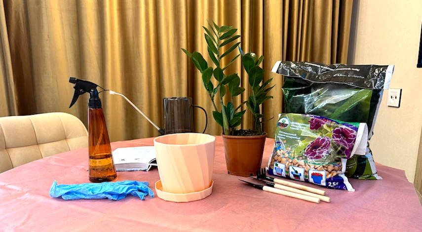 как пересадить замиокулькас